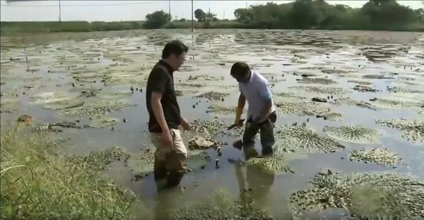 男子负债回村种植水中人参，年销售千万，带动400多户农户增收