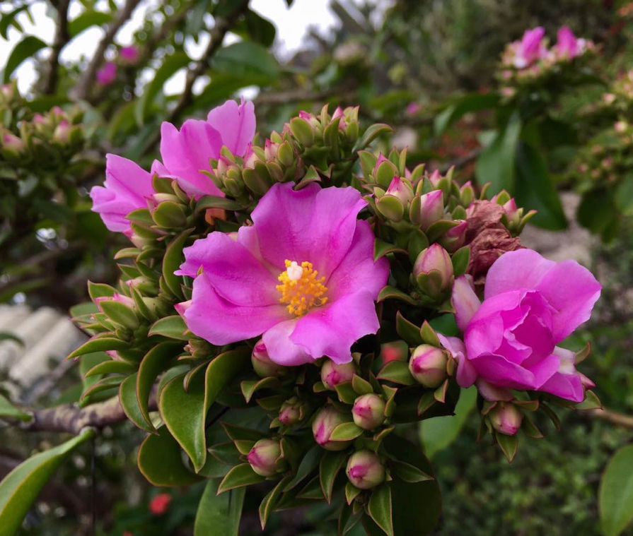 最美最惊艳的仙人掌花,仙人掌奇花图片大全