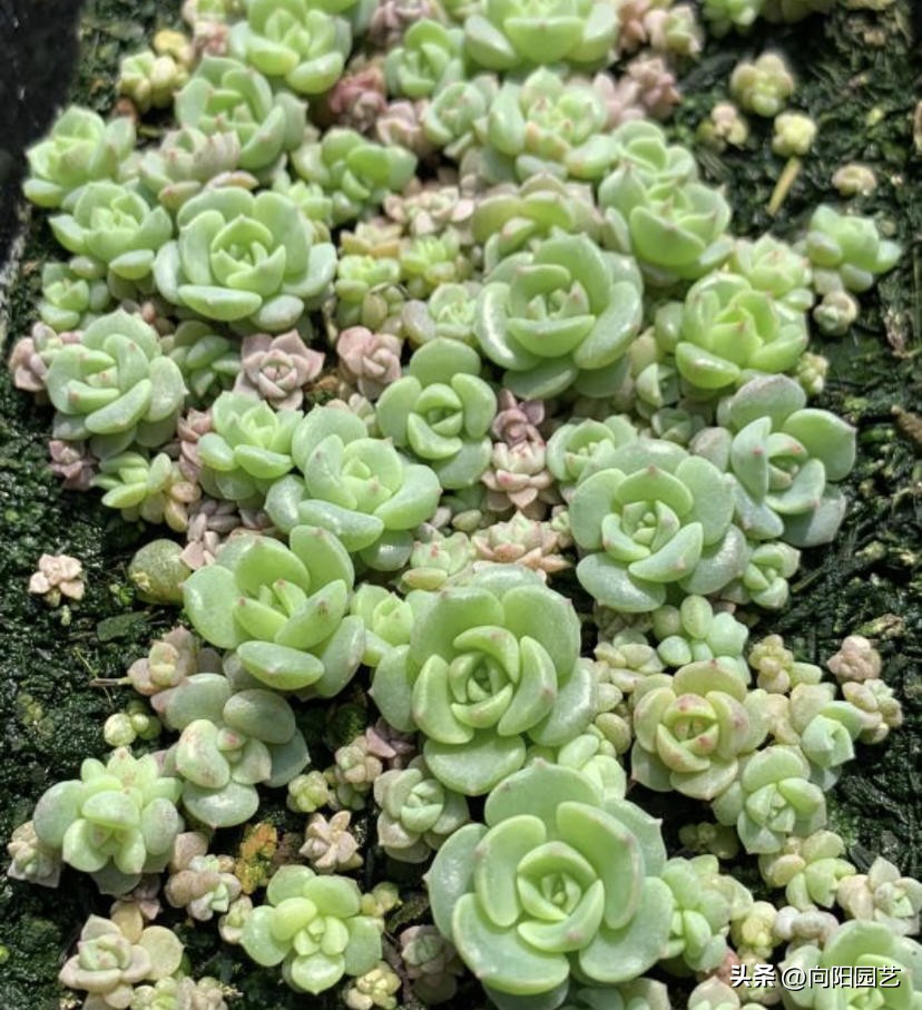 多肉种子什么季节播种合适,多肉种子播种