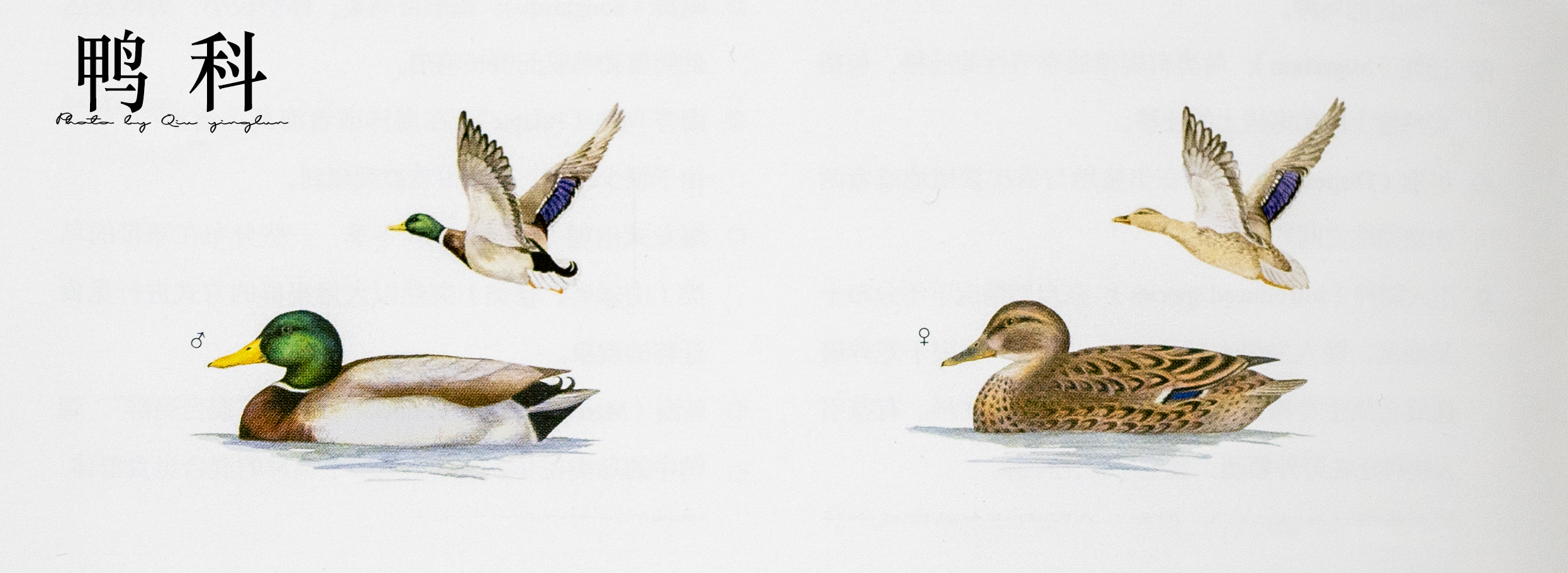 涓滄睙鎻借儨,涓滄睙鎻借儨楦熺被