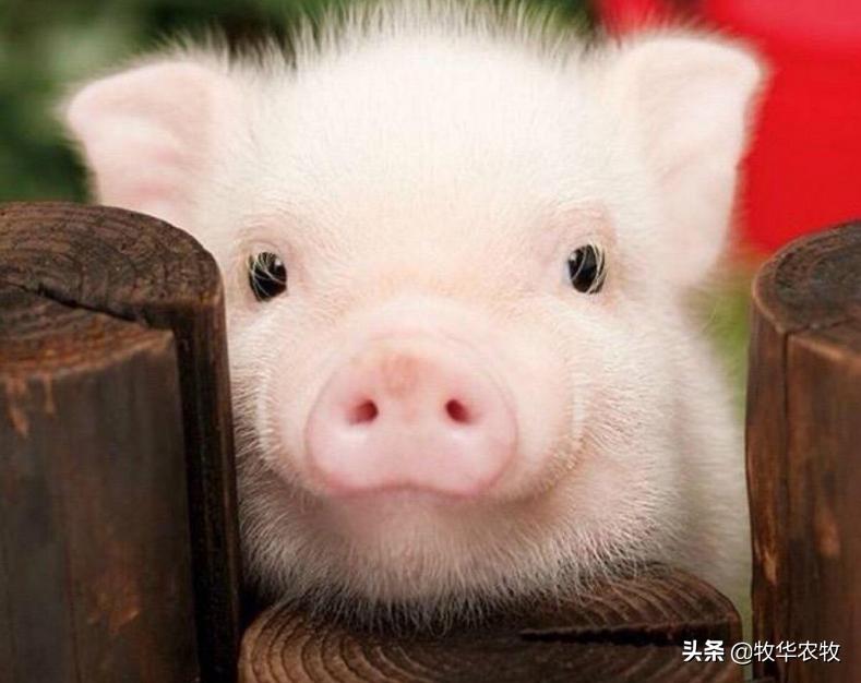 猪吃食正常耳朵有点发红是啥原因,猪全身发红不吃食精神不好