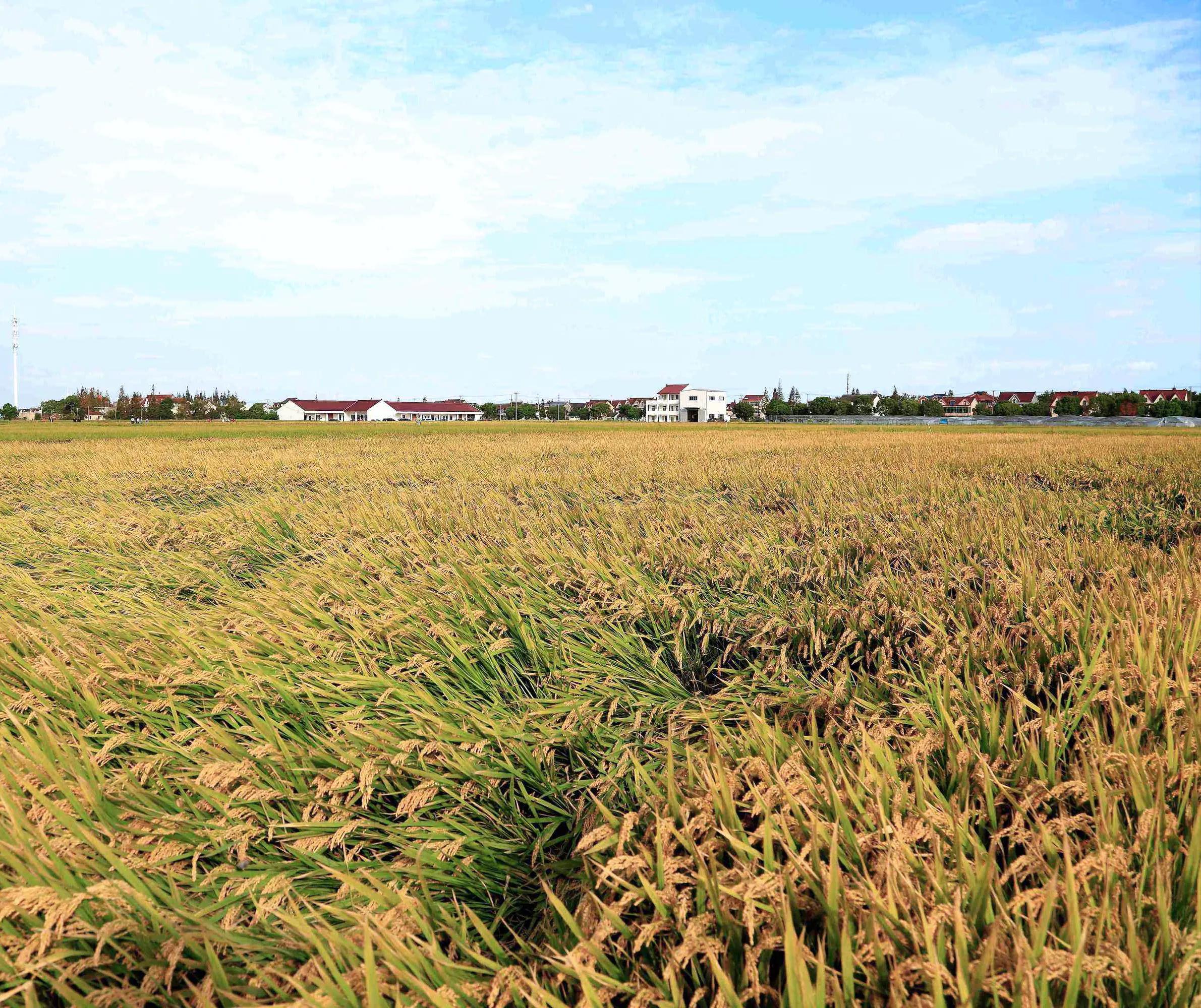 上海浦东稻田,浦东新区稻田风光美如画