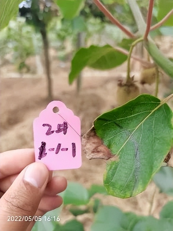 香芹酚与灰霉病,柑橘灰霉病用香芹酚