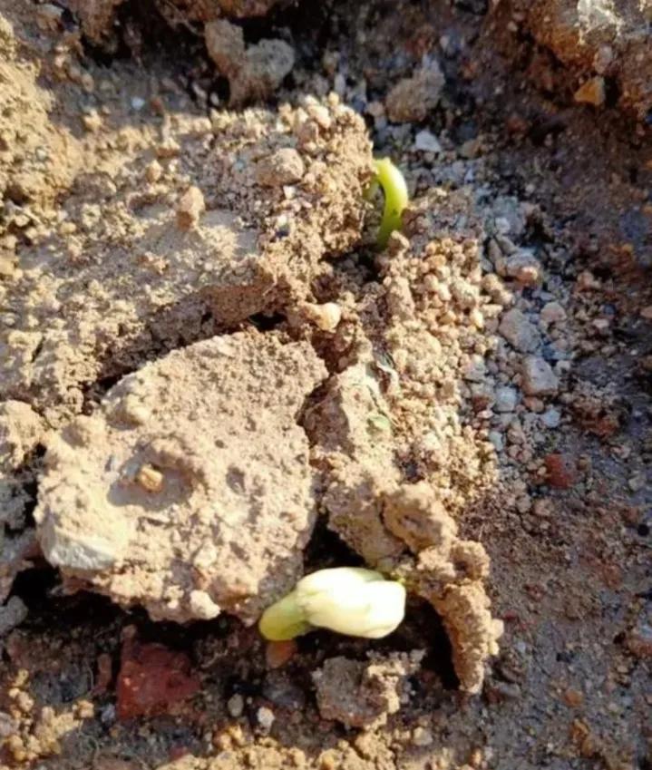 认识植物种子科普,认识各种有趣的植物种子