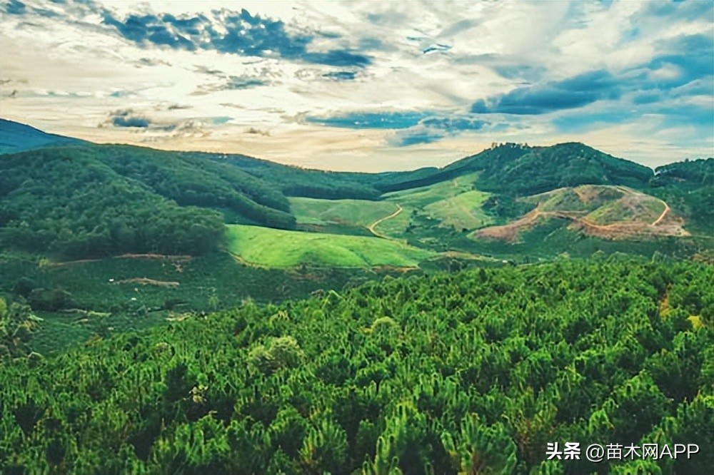 2024年绿化苗木市场供需分析,2023年苗木批发行业市场分析