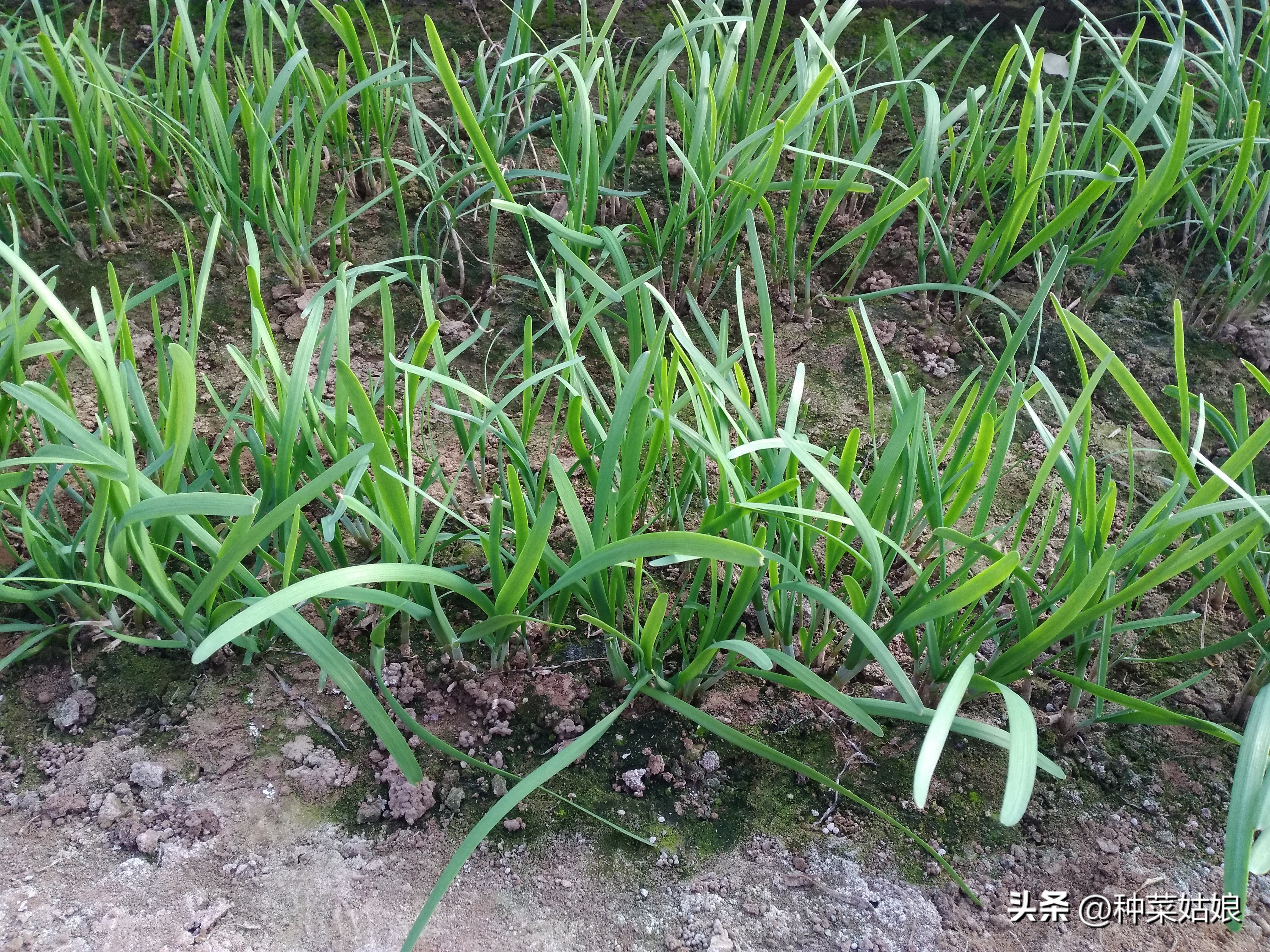 移栽韭菜根要立即浇水吗,盆栽韭菜苗移栽怎么浇水