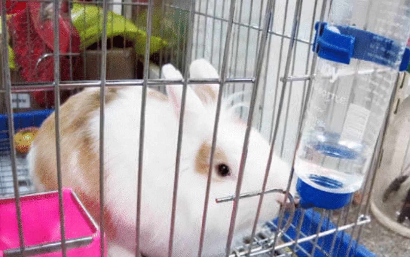 兔子拉稀什么都不吃怎么办,兔子拉稀怎么给兔子打针