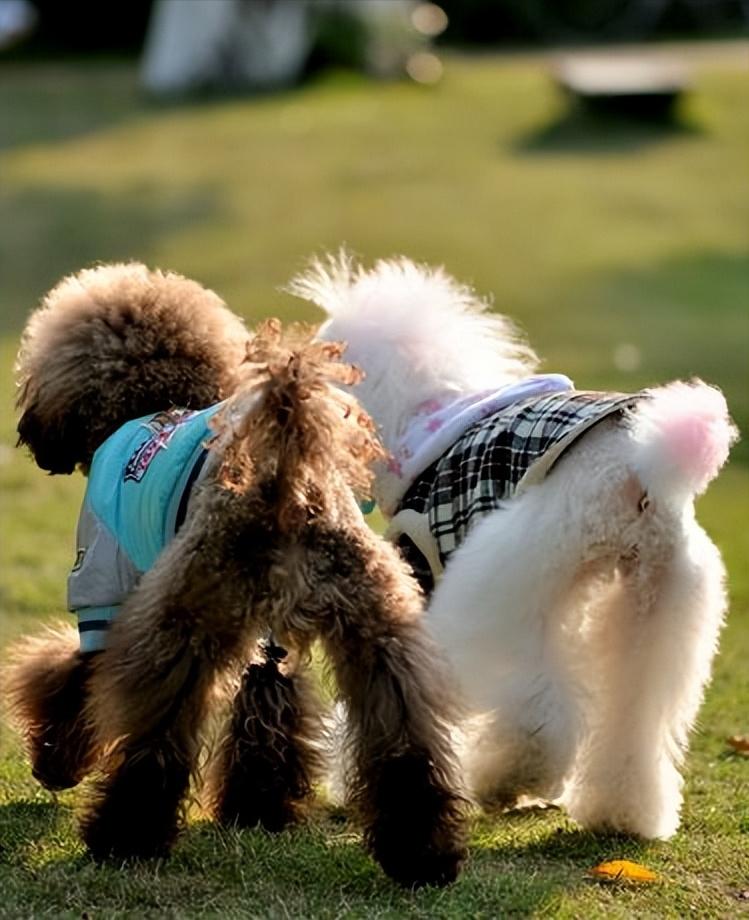 这4种是狗狗常用的“交配方式”，你还不知道吗？