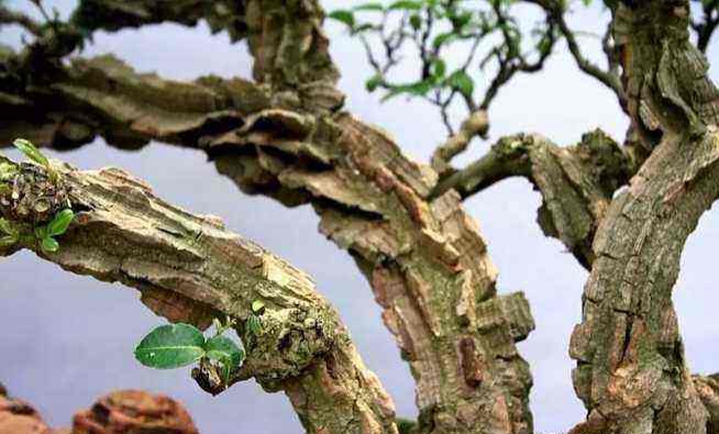 两面针和什么植物很像,两面针植物的种植方法