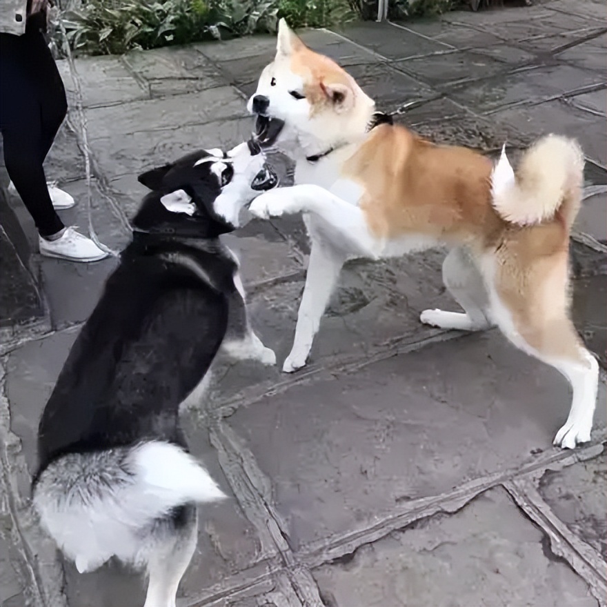 日本国宝是朱鹮还是秋田犬,美系秋田犬与日本秋田犬优缺点