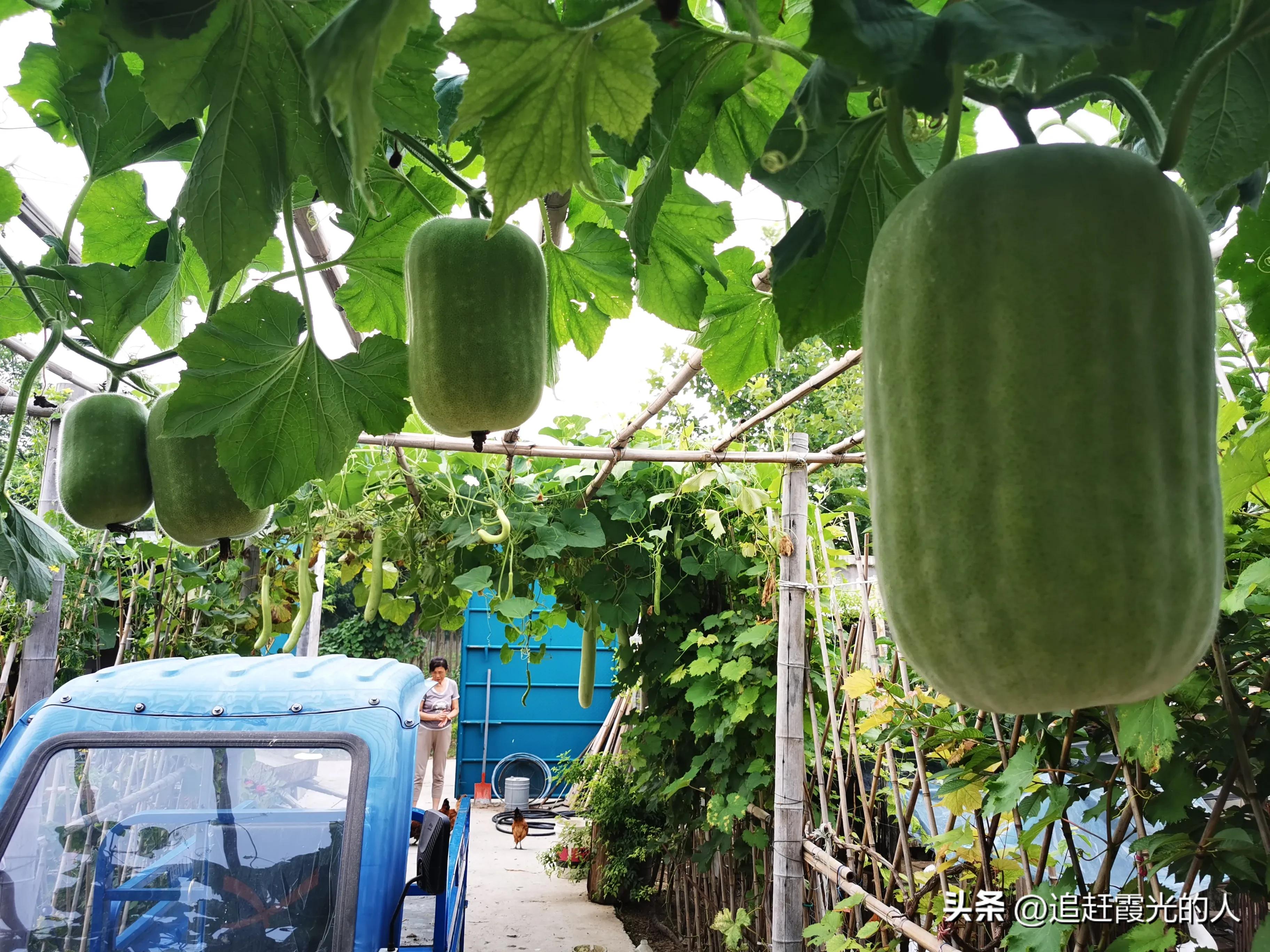 在哪里能租到北京的农家小院,北京哪里可以租农村小院