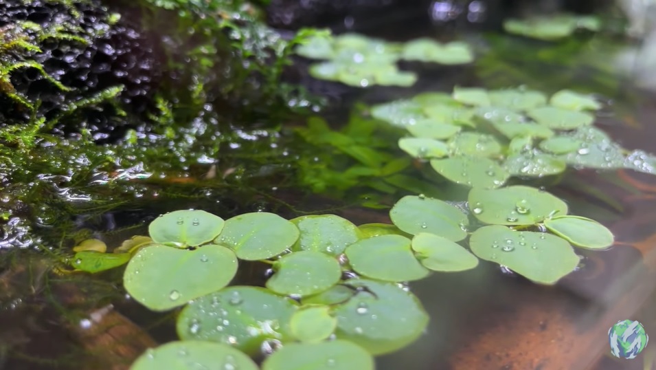 美国小哥在卧室建出一缸热带雨林，食物链环环相扣，太强了