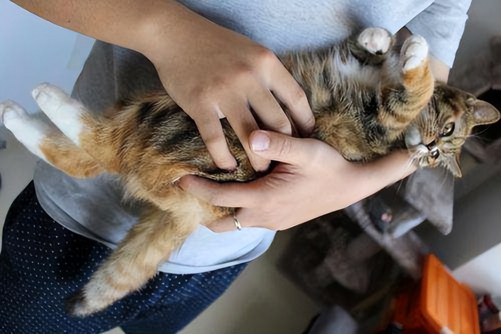 抱猫咪的正确方法,如何正确抱猫咪