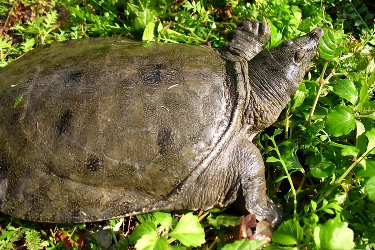 养殖哪个鳖种有前景,中华鳖养殖现状及未来发展