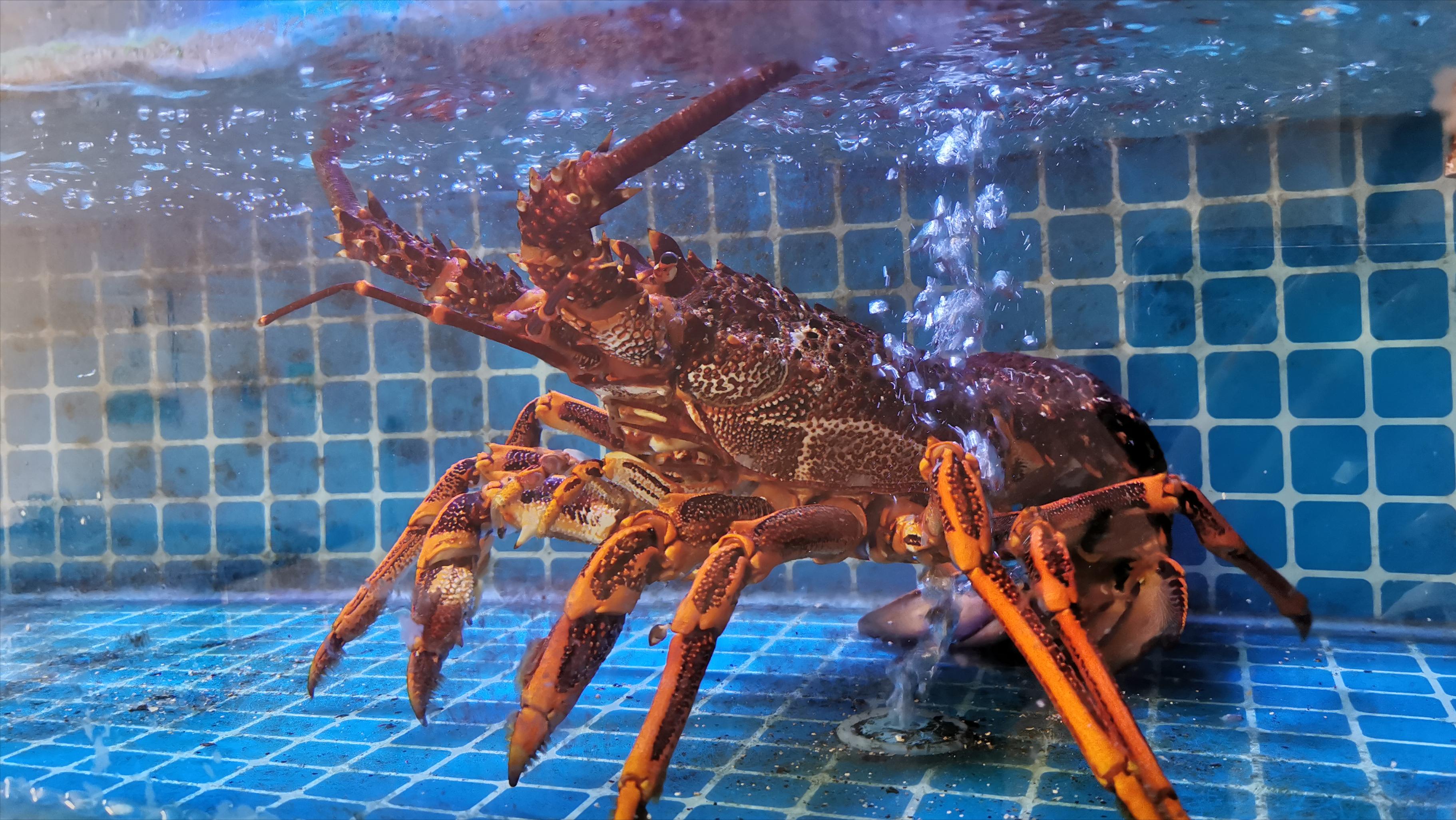 海鲜新零售怎么样,海鲜新零售加盟