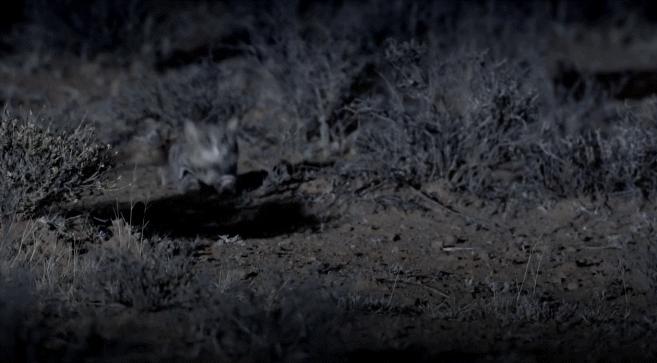 狸花小猫咪可爱视频,狸花短腿小猫咪可爱又萌的视频