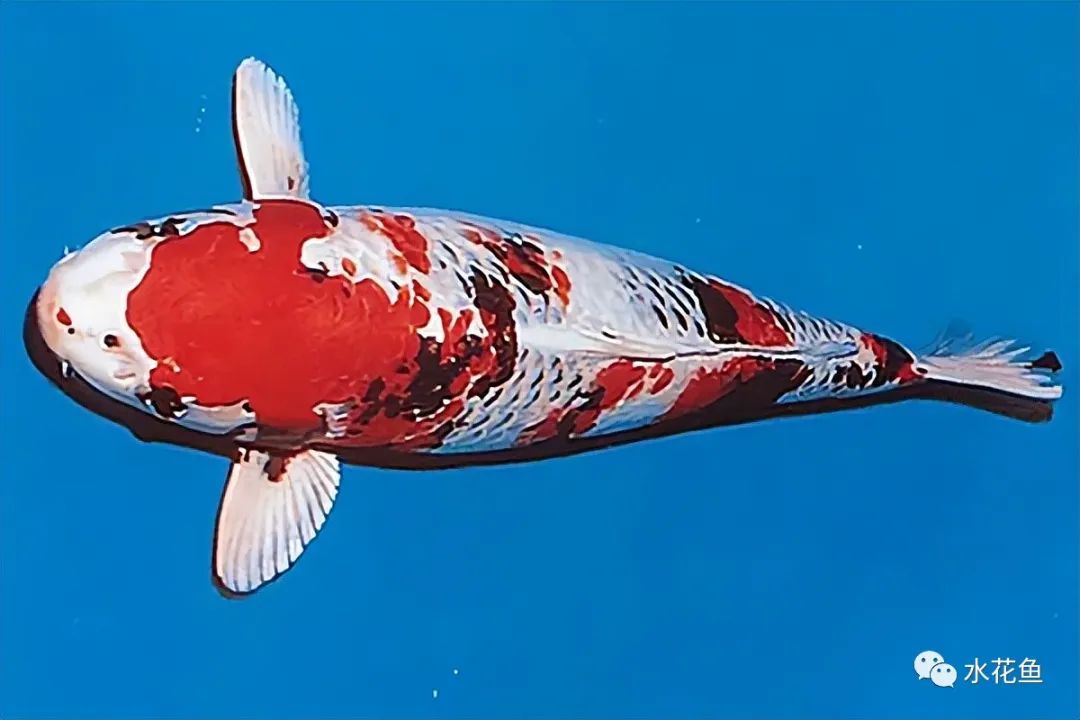 锦鲤的种类和图片大全,常见的十种锦鲤品种图片