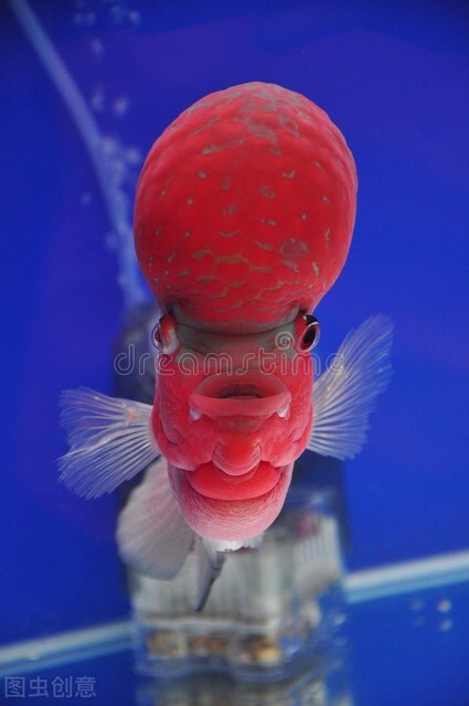 祝福朋友们虎年大吉年年发大财,虎年年年发大财