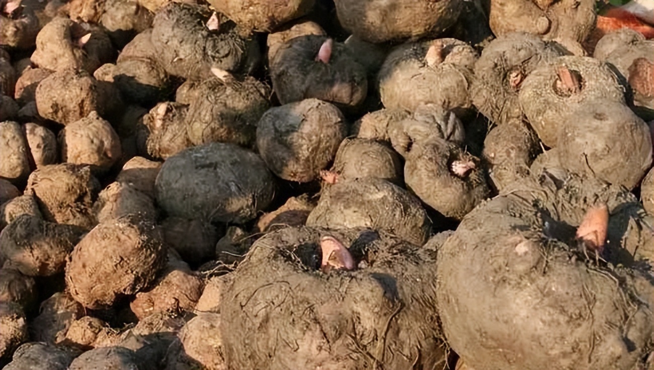 安县魔芋、平武果梅……四川绵阳的地标农产品个个都很赞