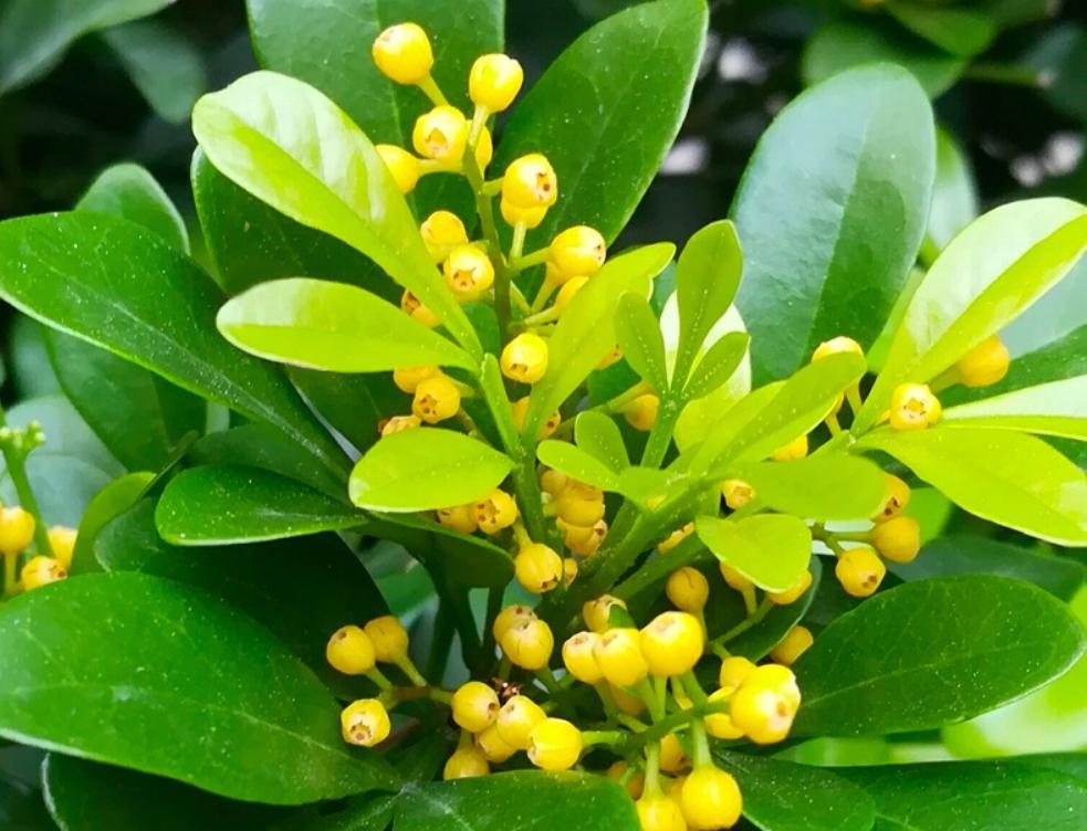 米兰花怎么养才愿意开花多一些,米兰花怎么养叶子才会油绿有光泽