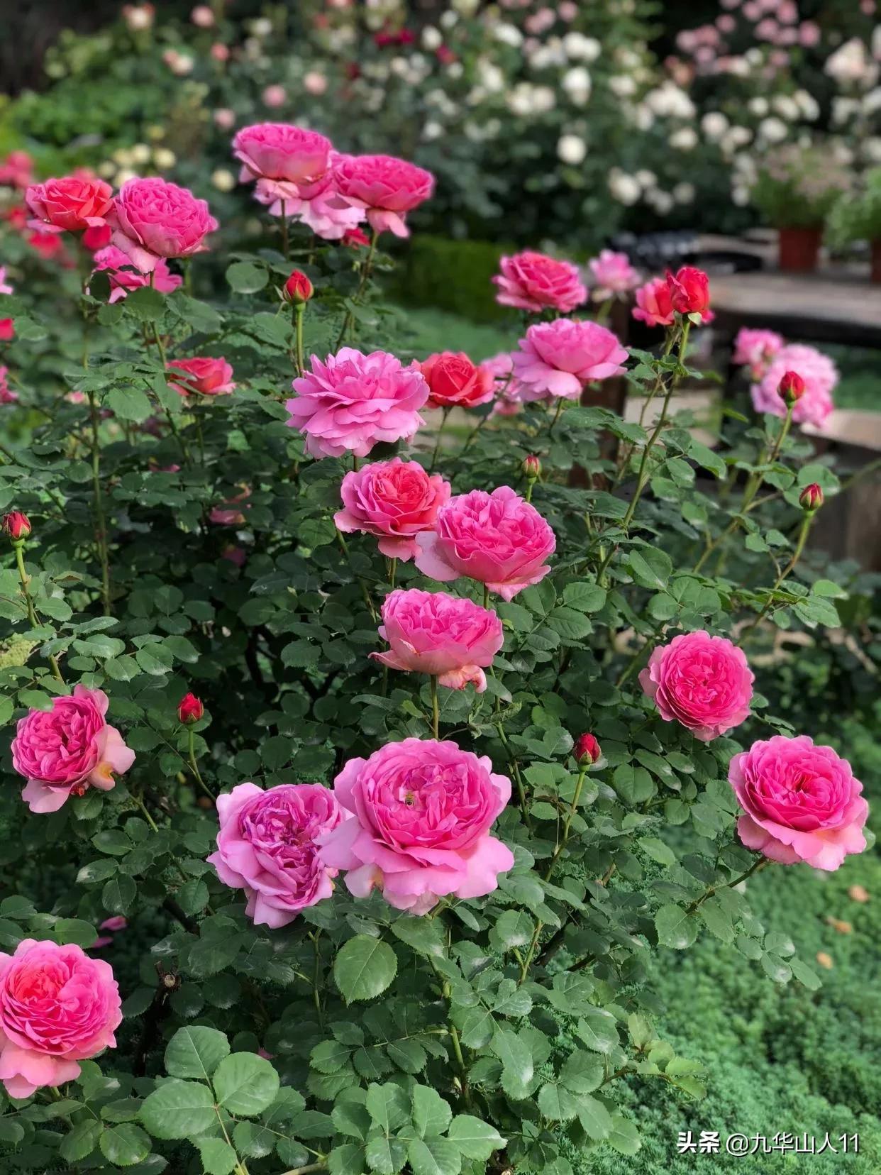 大花浓香勤花的月季品种,大花月季品种介绍大全图片及价格