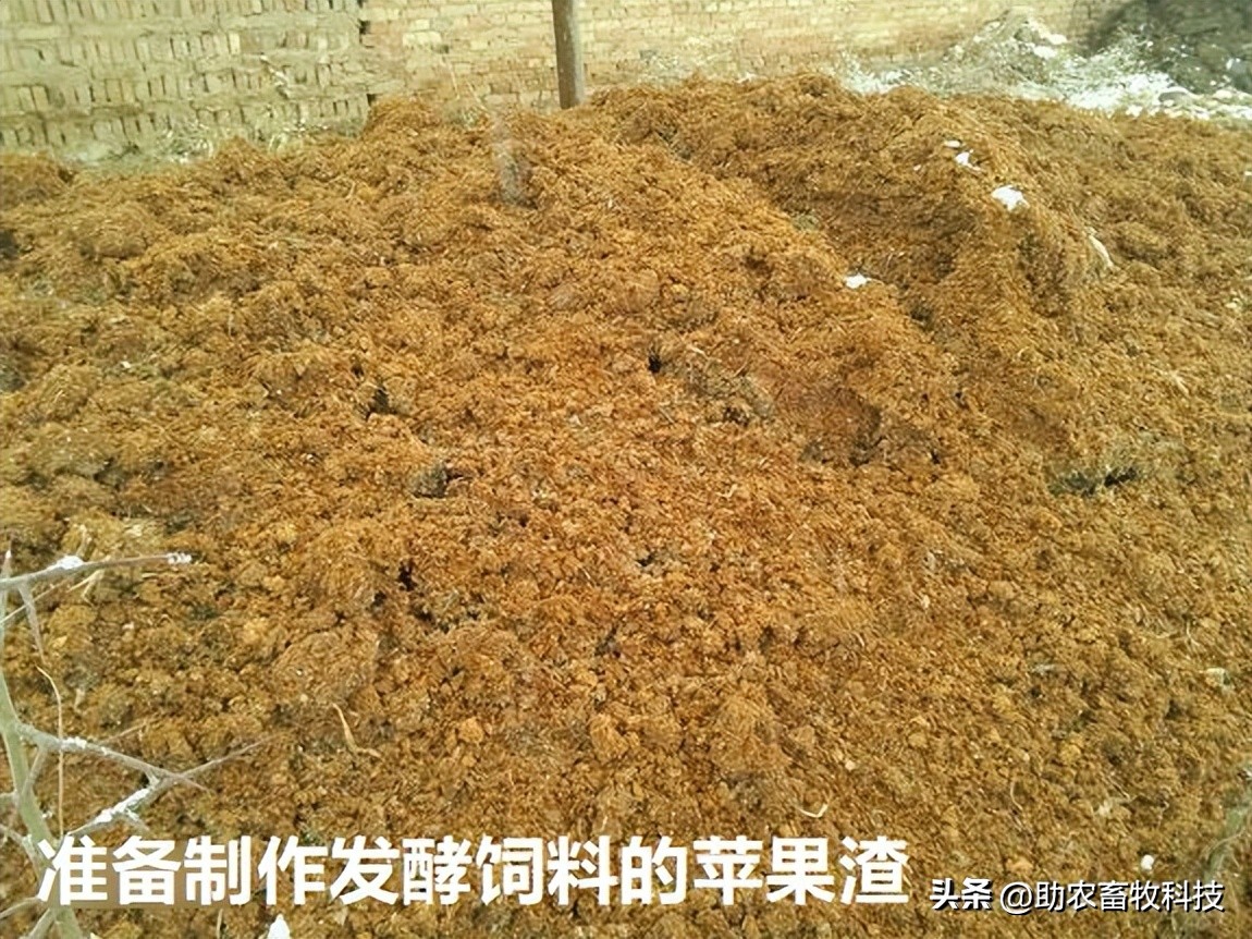 菠萝渣饲料,菠萝甘蔗皮发酵喂牛