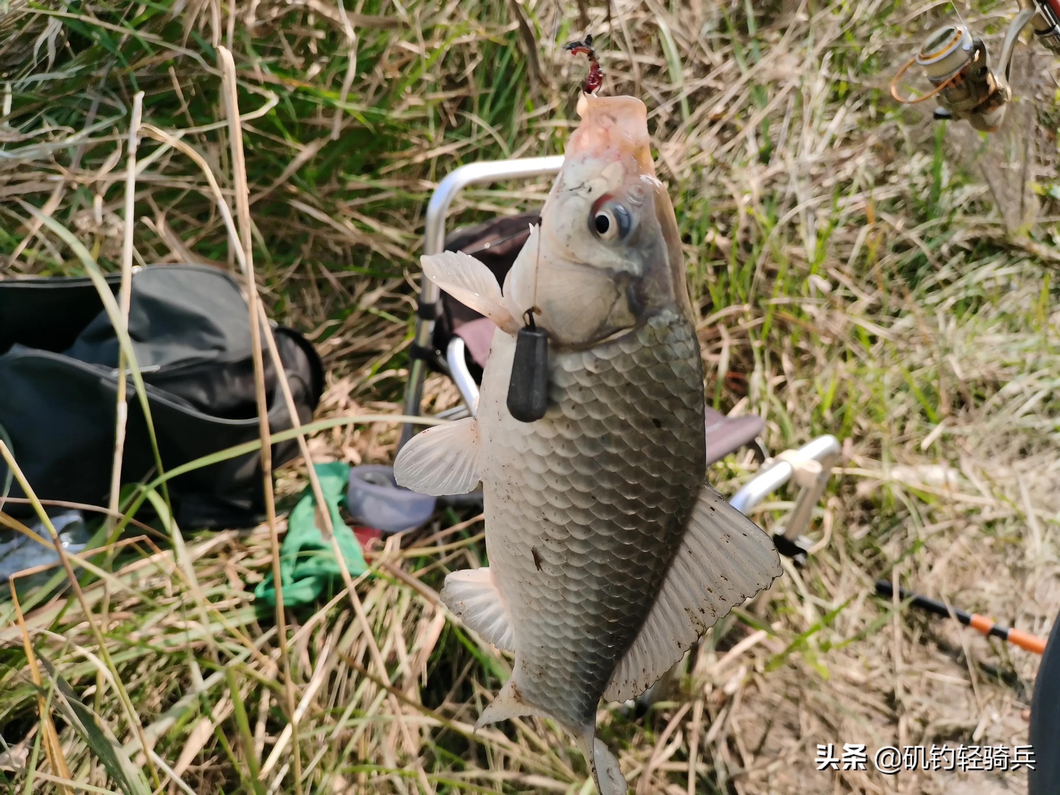 矶钓竿适合单钩吗,短节矶竿适合什么钓组