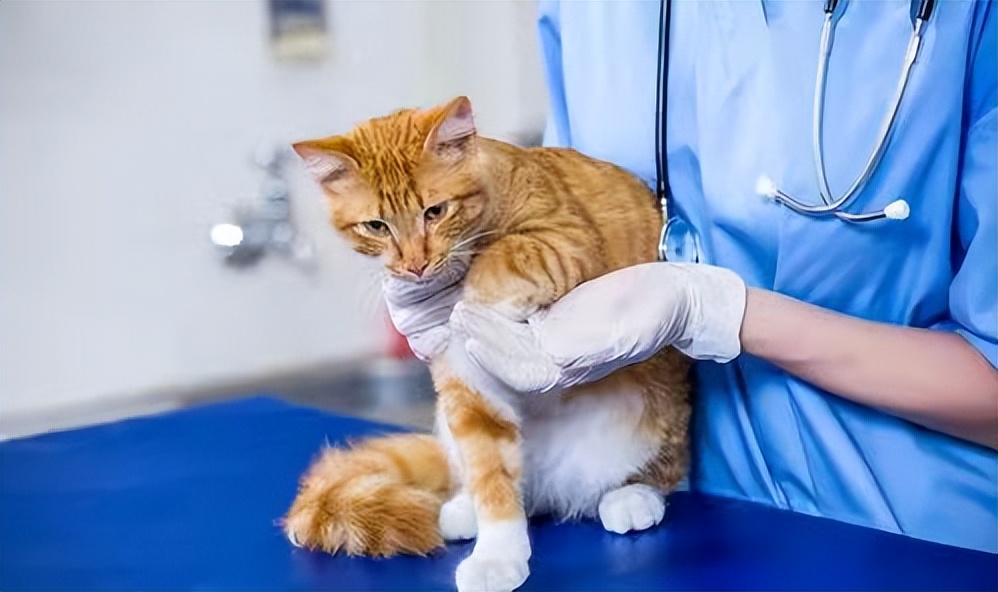 猫咪绝育后营养膏吃多少,猫咪绝育后可以吃营养膏吗