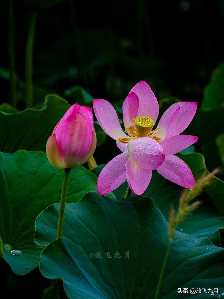 北京上庄雨中荷花，白鹭麻鸭水中捉鱼嬉戏，门票免费