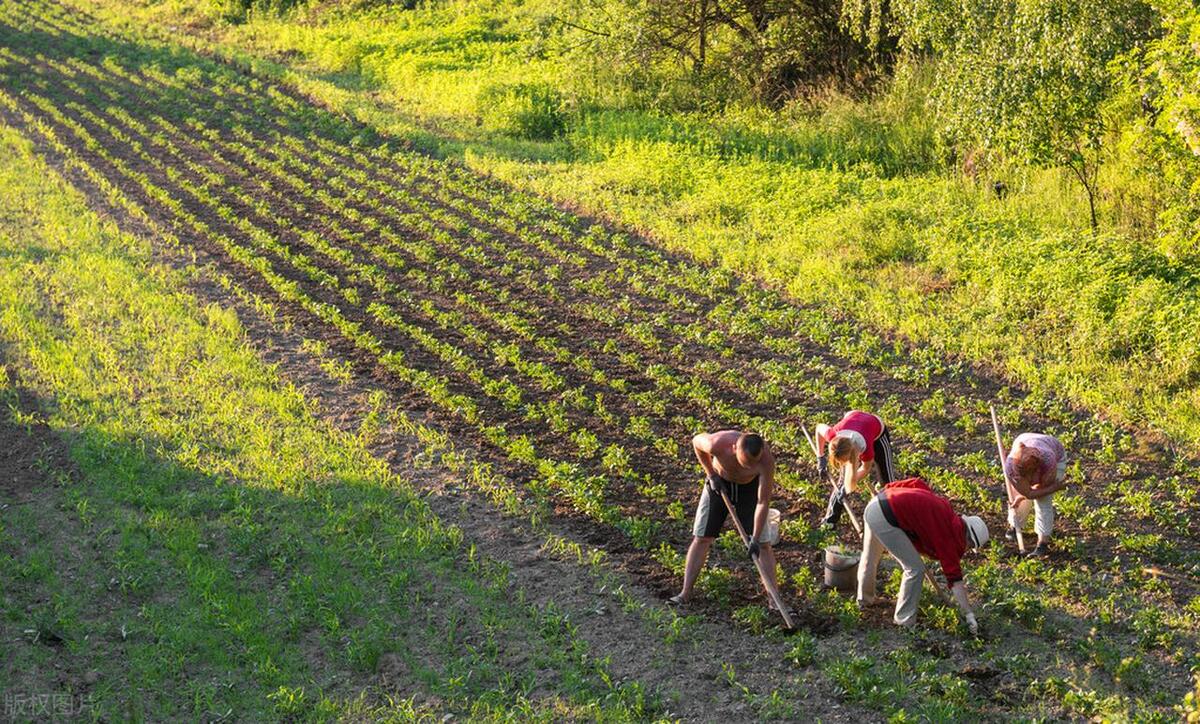 无公害杀虫小妙招,防治100多种虫害的杀虫秘方