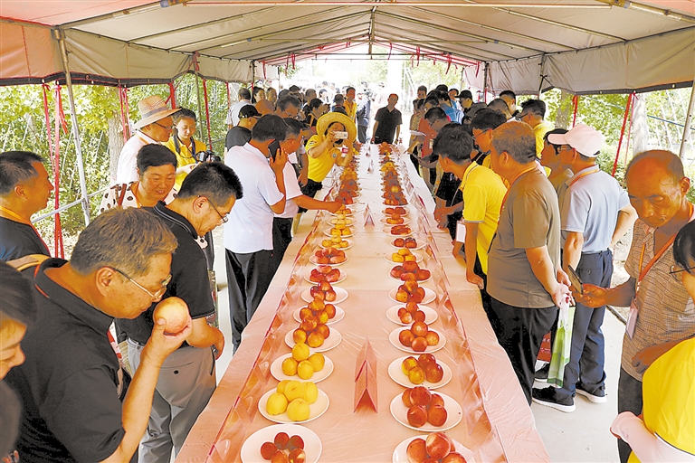 2022桃李杯比赛特金奖是第几名,全国晚熟桃金奖