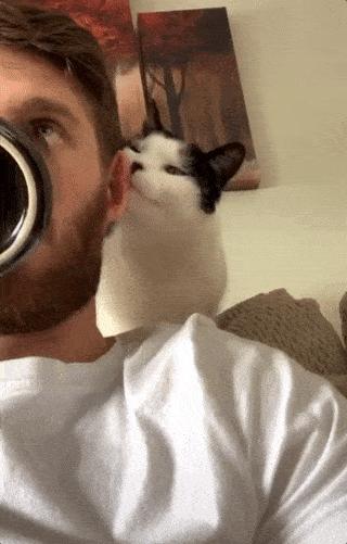 盘点那些特别反骨的猫,这6种猫堪称猫界渣王谁养谁吃亏