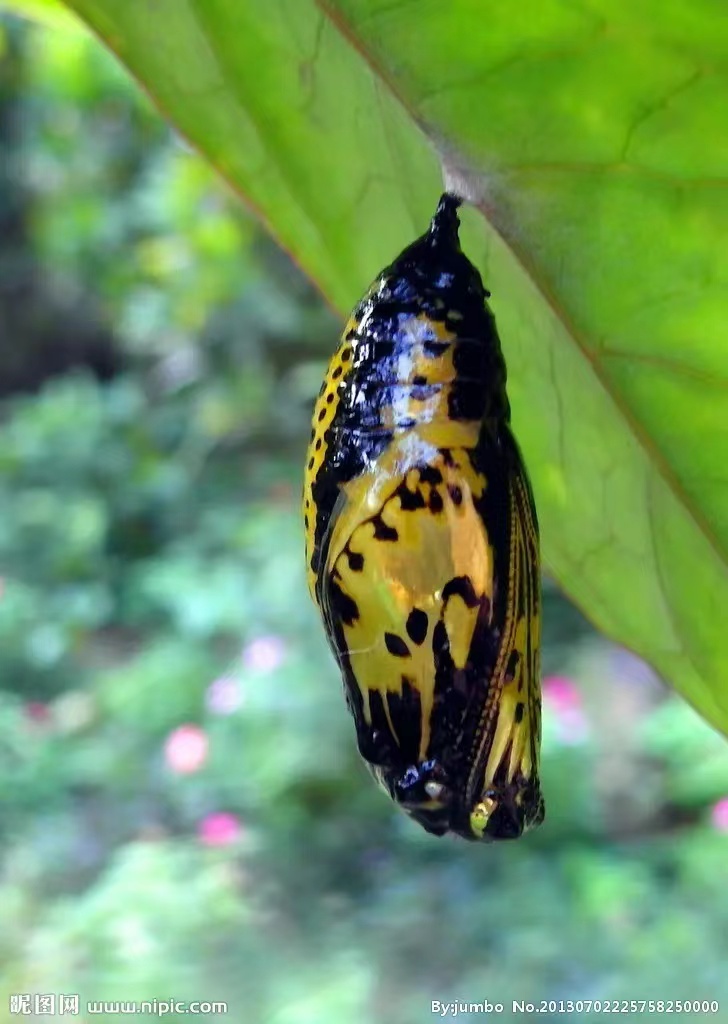 第三十七回贾芸给宝玉带来了什么 (宝玉的那块玉最后去哪了)