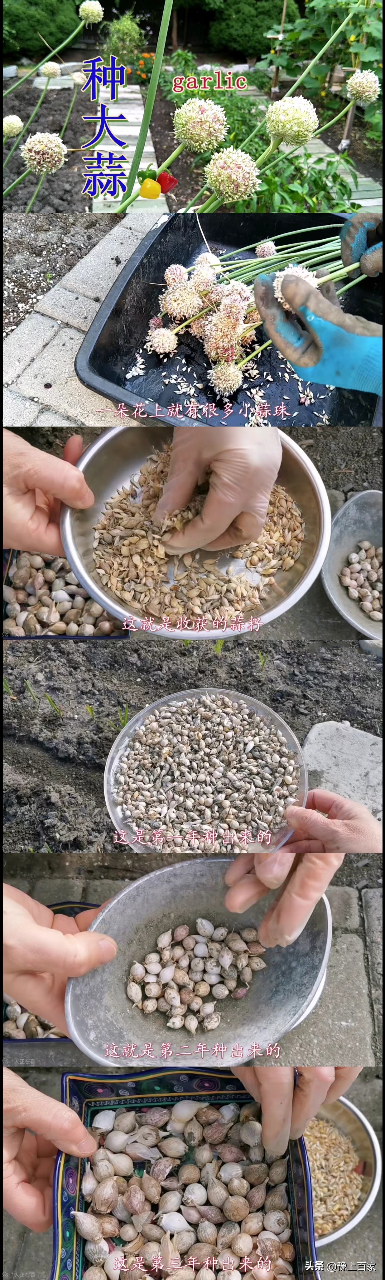 独头大蒜和普通大蒜的区别,脖子上套大蒜有什么科学依据吗