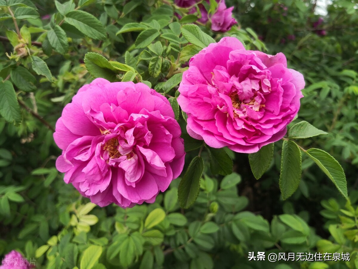 原创诗二首平阴玫瑰王茂常