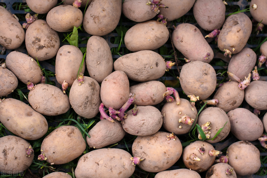 什么蔬菜放进冰箱吃了会中毒,食物放冰箱里有什么要注意的