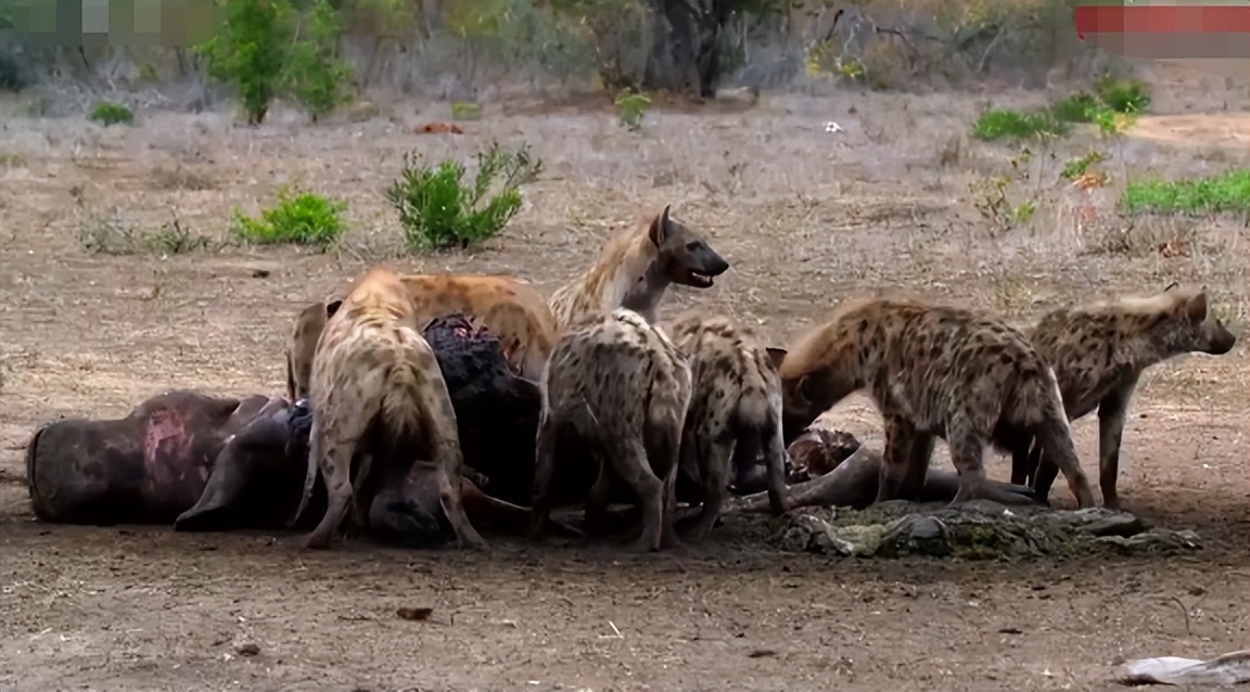 母狮与鬣狗打架真实视频,鬣狗与母狮打架真实视频
