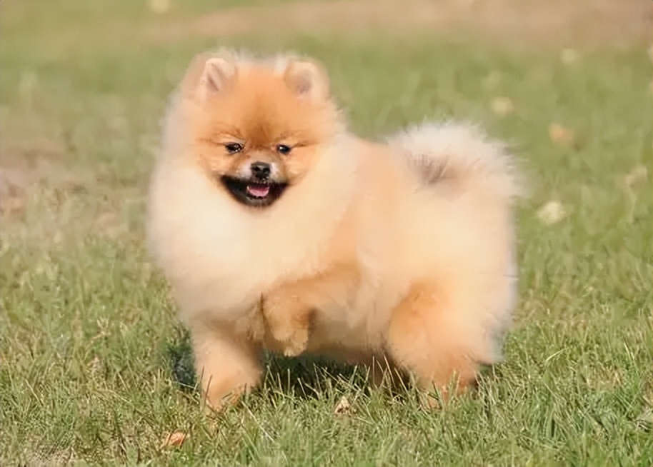 不要对狗狗做的动作,不要对宠物做的事