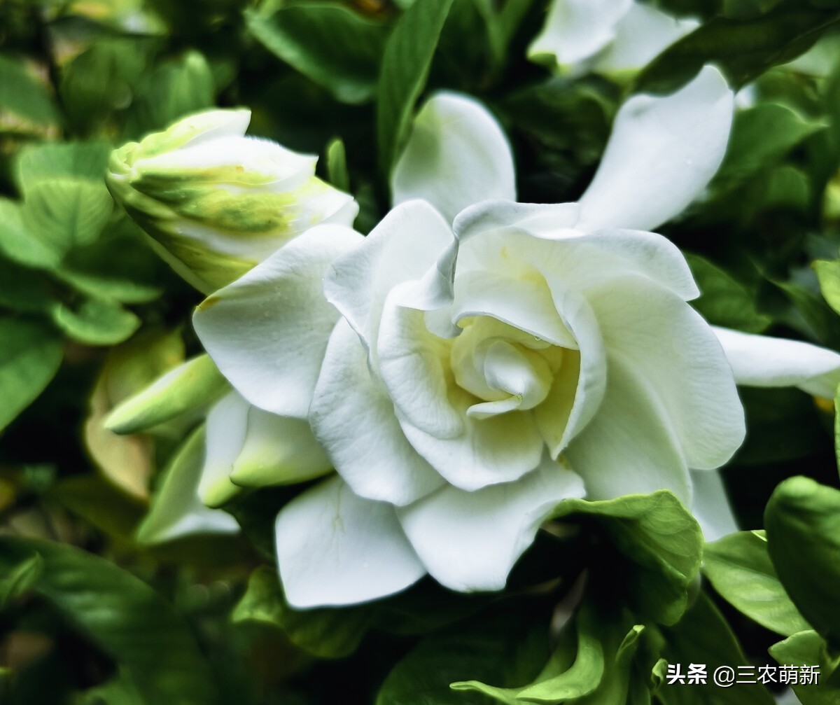 5种花好看又好养,家庭必养的10种花