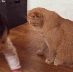 一只猫可以“旺家”的6个特质,有一个就很了不起!