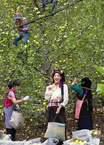 四川女孩嫁牧民,四川女孩嫁甘肃农村