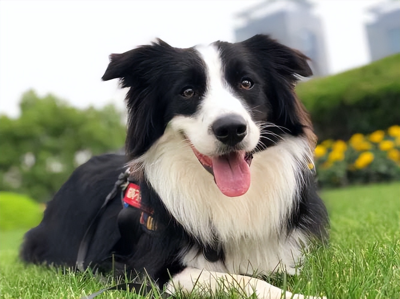 通人性的狗是什么狗,狗界最傻的4种狗