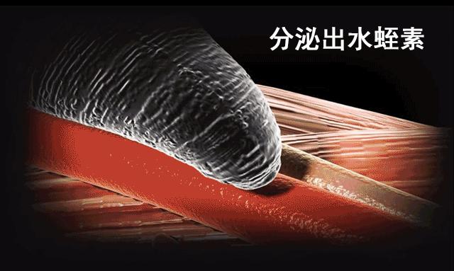 如果水蛭吸到了人物会怎么样,如果水蛭进了身体吃什么药