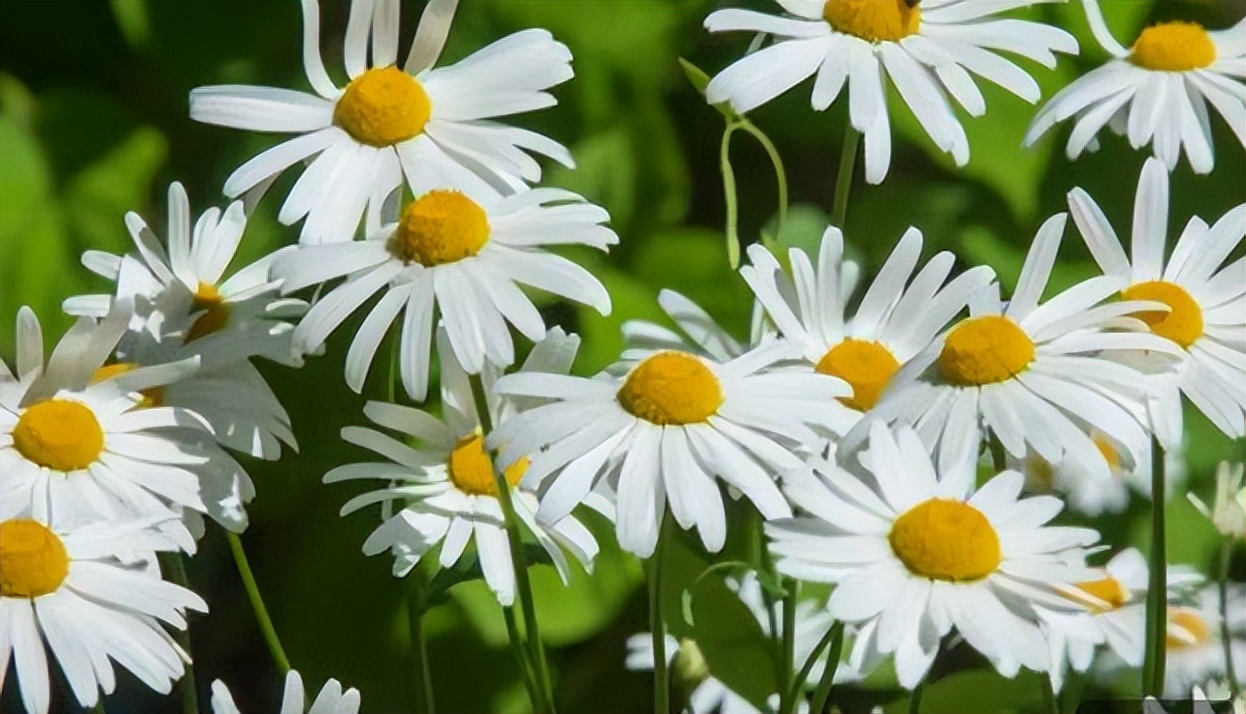 用手机拍好看的照片的技巧,手机照片怎么拍清晰漂亮