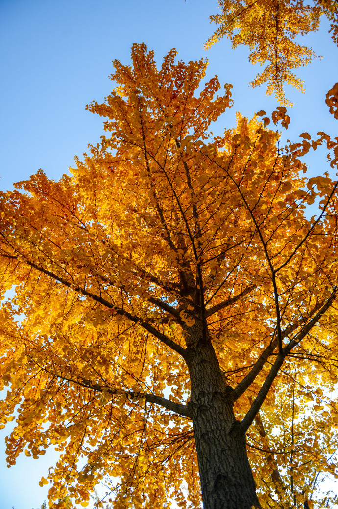 济南赏秋,秋天济南去哪里赏秋最好