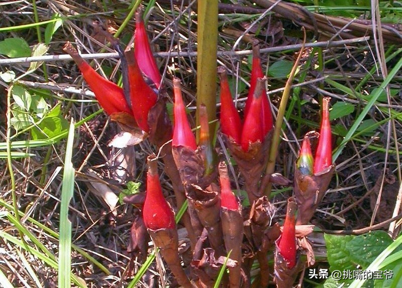 身处非洲，物种孤立进化的马达加斯加，各种奇瓜异果满岛飘香