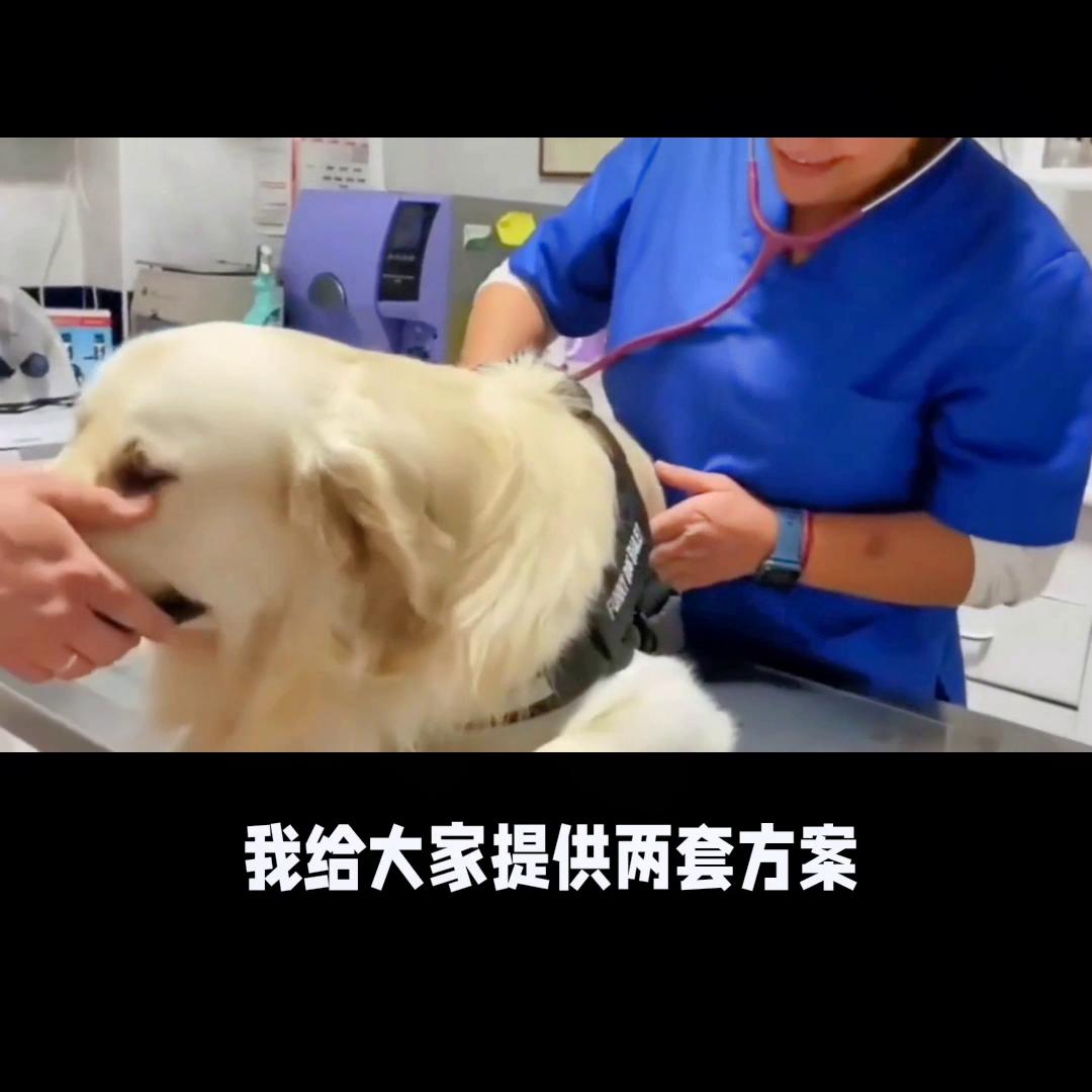 幼年犬如何避免得细小,犬细小的治疗方法处方