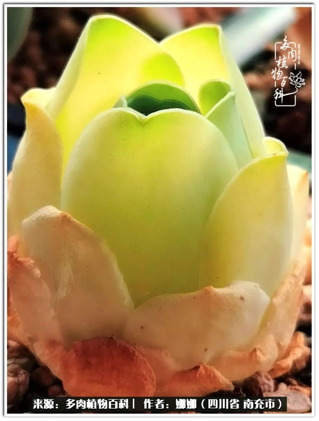 带刺的玫瑰阳台多肉,开花的玫瑰多肉