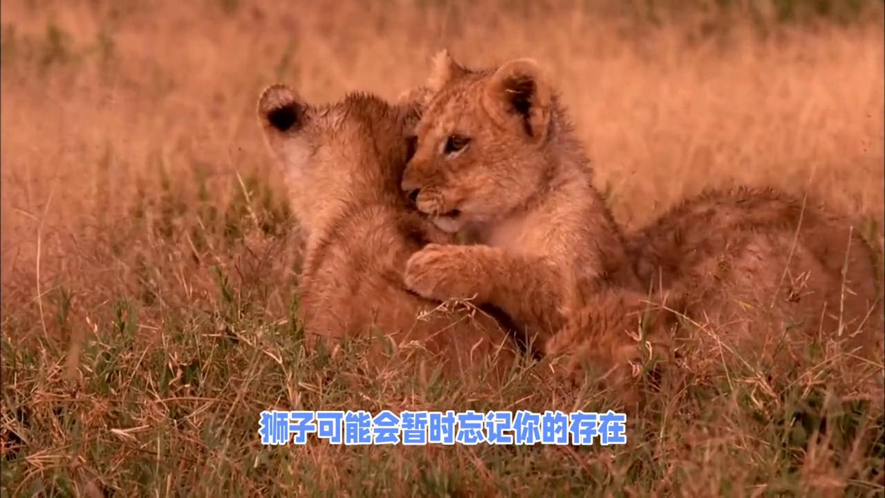 非洲土著小孩遇到狮子自救,非洲遇到狮子自救