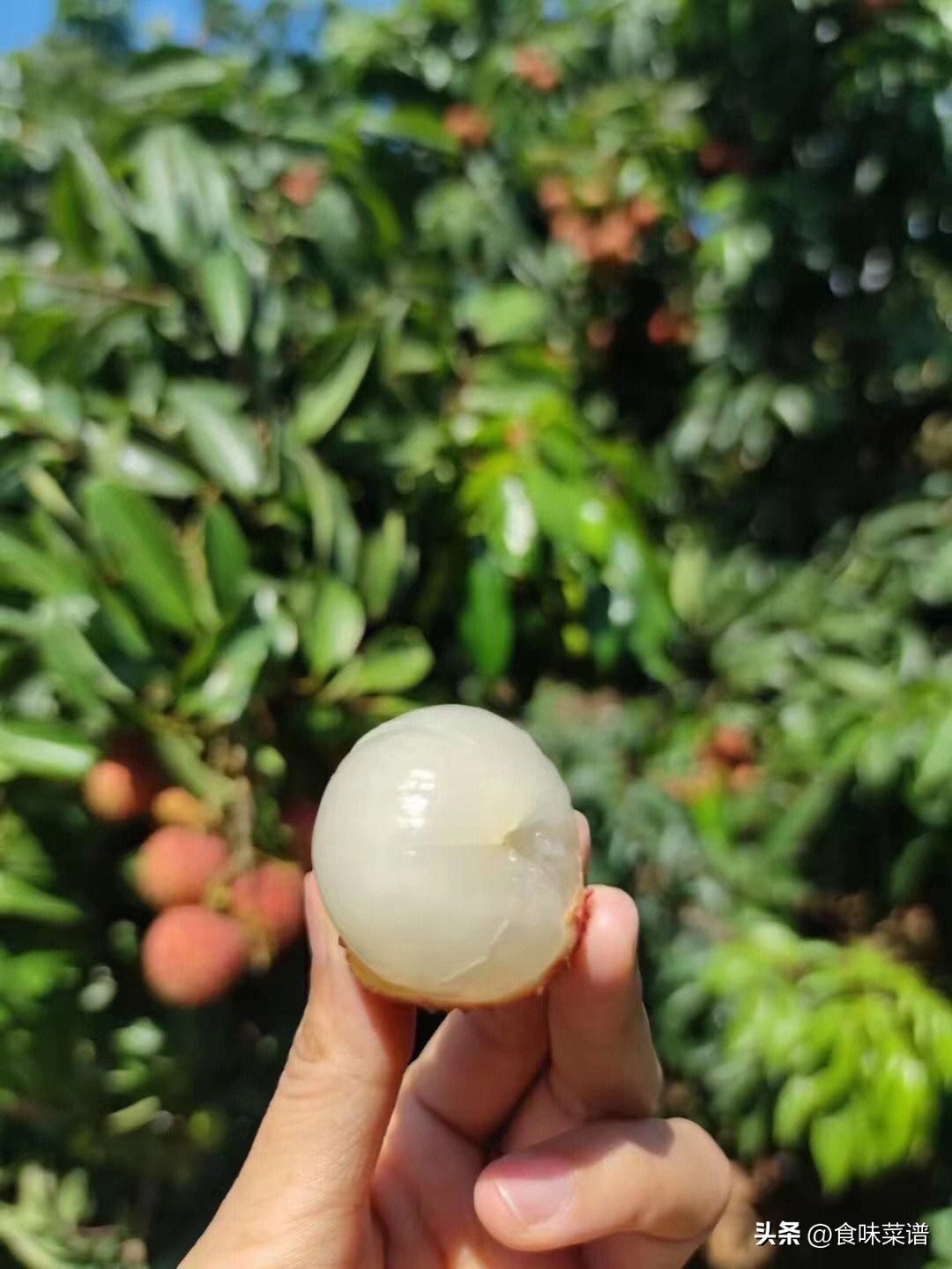 妃子笑是荔枝最好吃的品种吗,妃子笑荔枝有几种品种